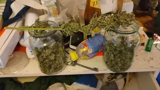 Житель Красноярска получил 6 лет колонии строгого режима за выращивание конопли на продажу Житель Красноярска получил 6 лет колонии строгого режима за выращивание конопли на продажу