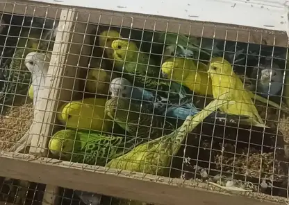 В Красноярск прибыла крупная партия попугаев из Кыргызстана