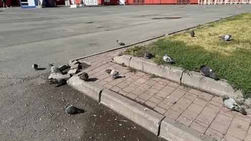 В Кемерове вновь замечены мёртвые голуби — рядом нашли странный порошок