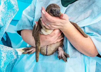 Пингвинёнку из красноярского зоопарка «Роев Ручей» выбрали имя