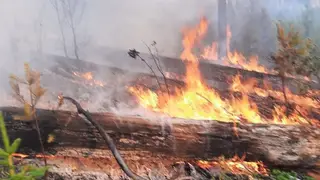В Красноярском крае молния в щепки разнесла дерево, после чего начался лесной пожар