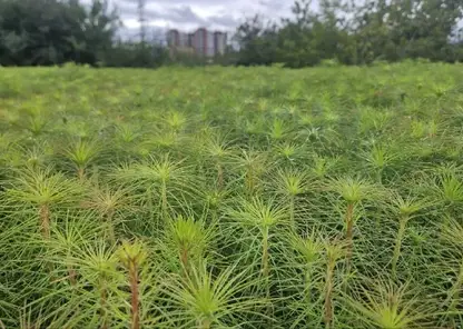 В Красноярском крае восстановили более 690 тысяч гектаров леса за шесть лет