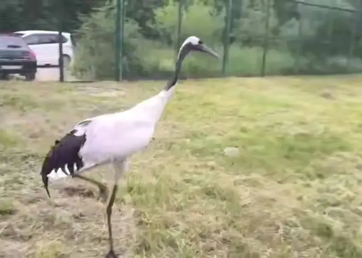Японский журавль Цуруми улетел из Красноярска в Москву