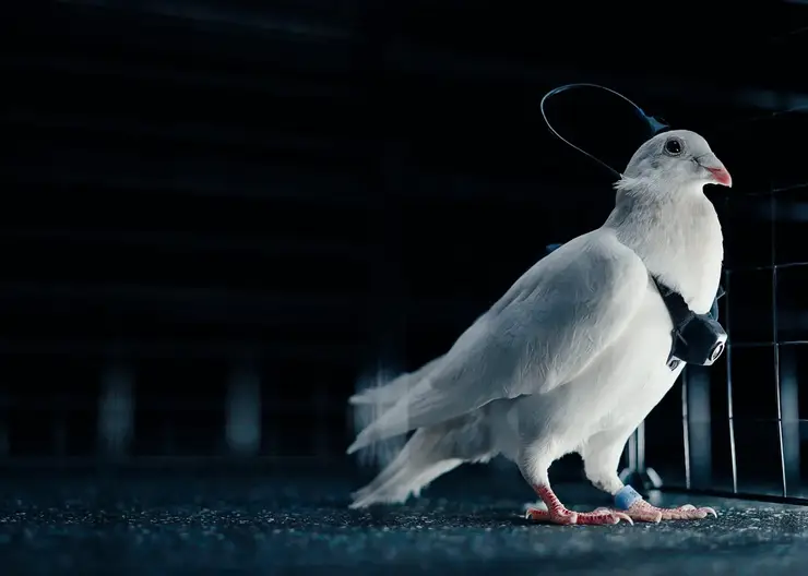 Будущее на крыльях: российская компания научилась управлять птицами с помощью нейрочипов