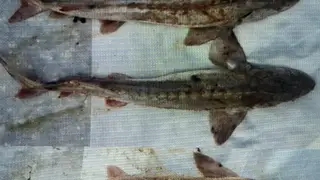 Житель Томской области предстанет перед судом за покупку краснокнижного осетра