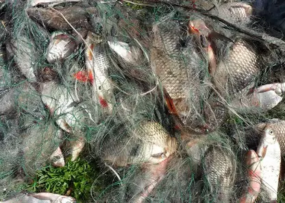 В Красноярском крае осудили мужчину за вылов рыбы