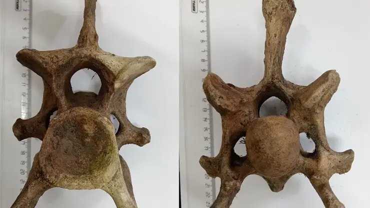 Позвонки доисторического гиганта нашли в Красноярском крае