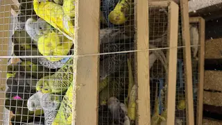 В Красноярск из Кыргызстана привезли более 700 попугаев В Красноярск из Кыргызстана привезли более 700 попугаев