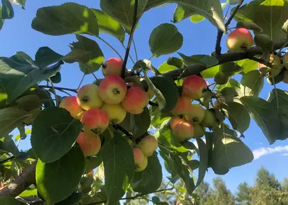 В красноярском Татышев-парке поспевают яблоки