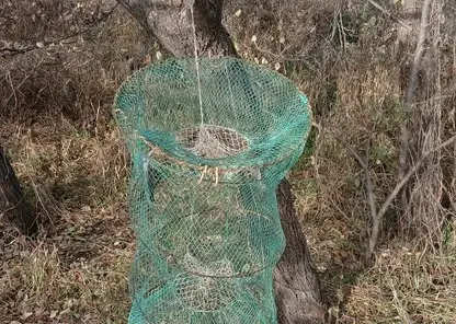 В Амурской области пресекли незаконную добычу птиц с помощью сетей