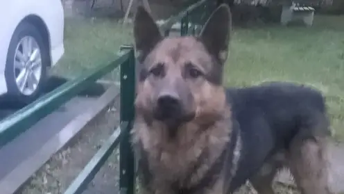 В Новосибирске хозяйка бросила овчарку под дождем. Ее спасли зоозащитники