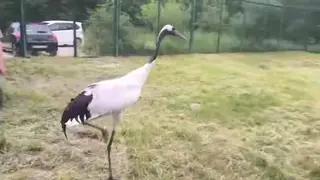 Японский журавль Цуруми улетел из Красноярска в Москву