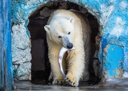 В красноярском «Роевом ручье» для белых медведей устроили рыбалку