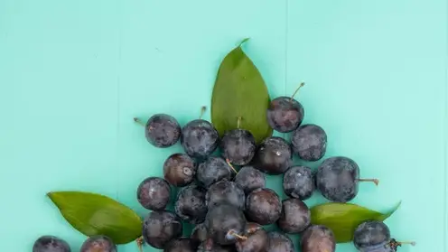 Красноярцам рассказали о пользе черноплодной рябины