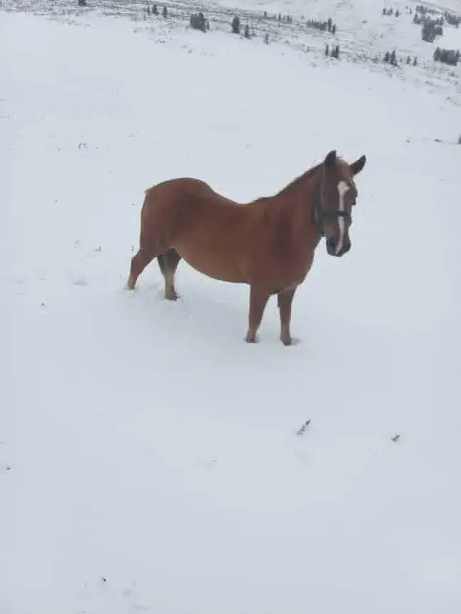 Фото: t.me solundar04