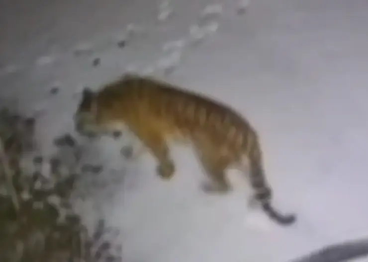 Амурские тигры стали чаще выходить к людям в Приморье