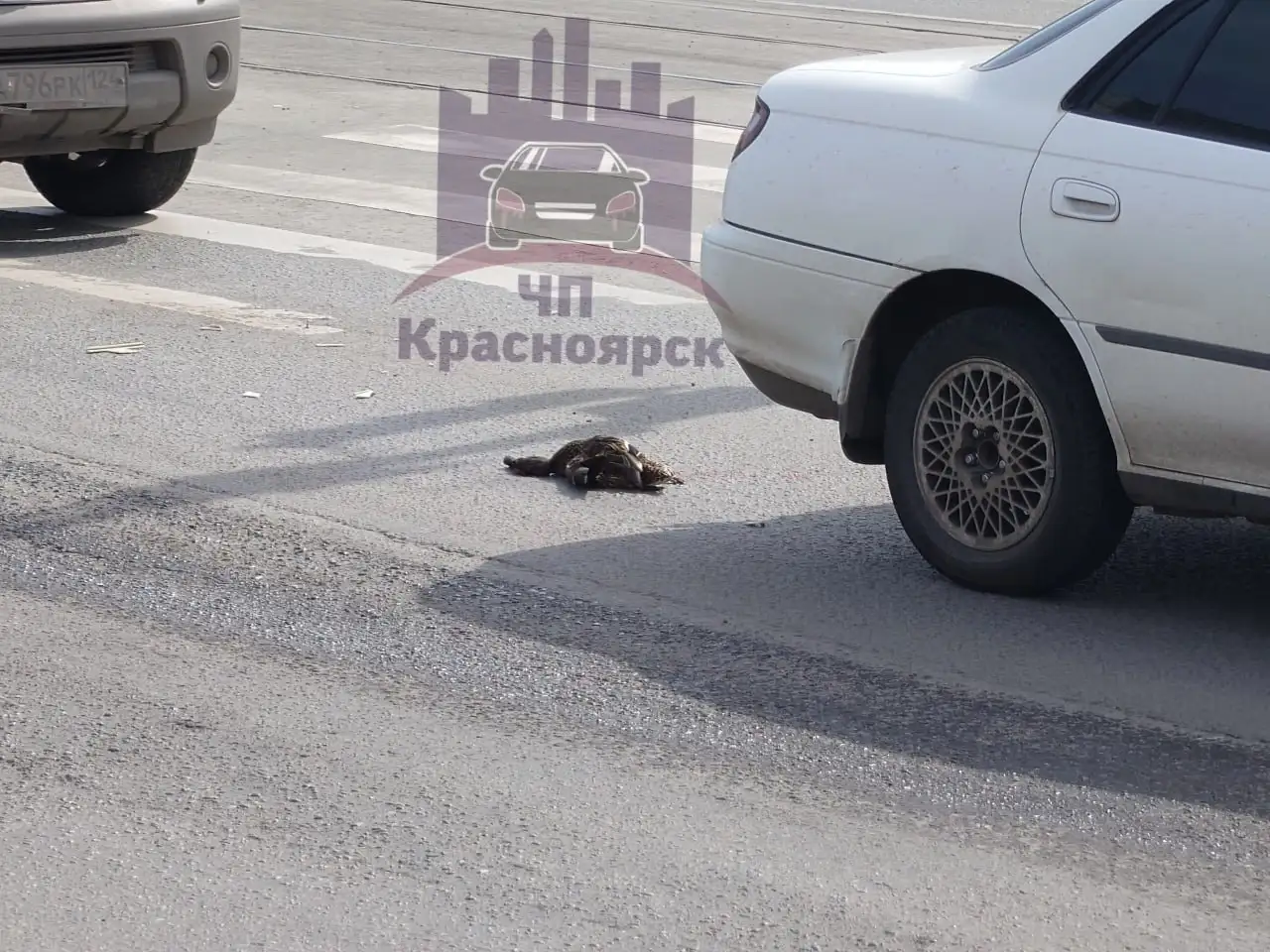 Фото: Telegram-канал «ЧП Красноярск»