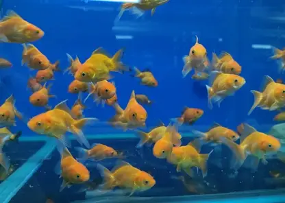 В Красноярск прибыли десять тысяч экзотических рыбок из Таиланда