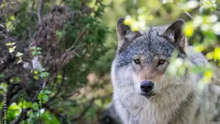 В Красноярском крае бешенный волк покусал людей и домашних животных