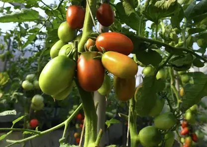 Красноярцам рассказали о пользе и опасности томатов для человеческого организма