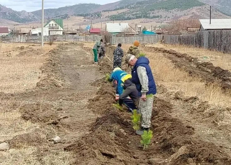 Забайкалье оказалось в числе лидеров в стране по объёму восстановления леса