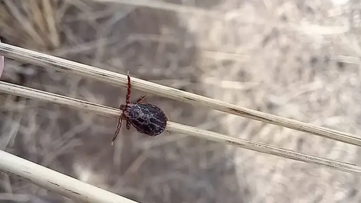 Сезон клещей официально открыт в Красноярске: зафиксирован первый случай присасывания