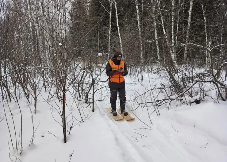 В Новосибирской области за год насчитали 63 000 косуль