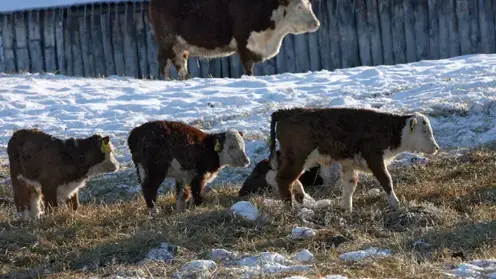 Завершается изъятие больного скота в Новосибирской области: хозяйствам, пострадавшим от пастереллеза, пообещали поставки животных
