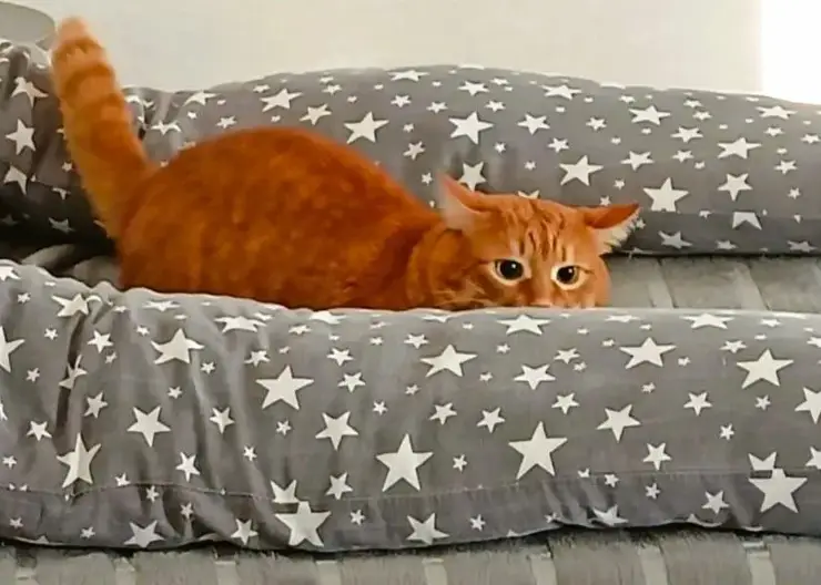 В Красноярском крае ужесточают правила содержания собак и кошек