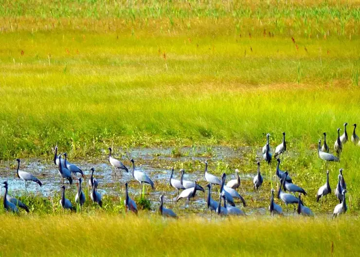 В Рыбинском районе заметили серых журавлей