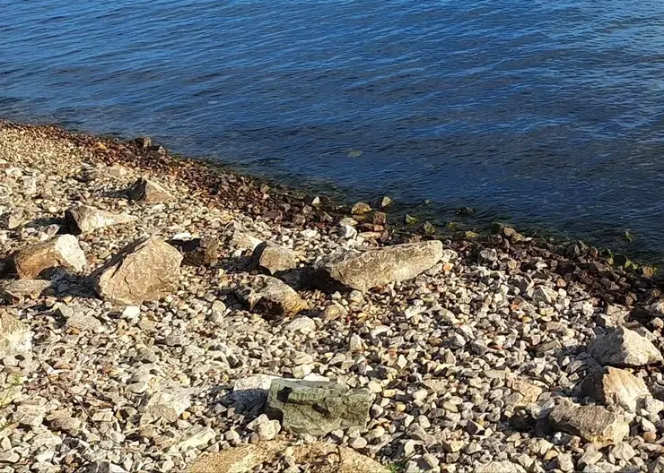 Загадочный артефакт из земель Чингисхана продается в Чите