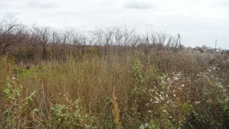 Суд изъял почти девять гектаров заброшенных сельхозземель у недобросовестного собственника в Красноярском крае