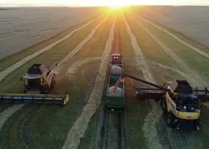 Красноярский край собрал свыше 2,5 млн тонн зерна — рекорд Сибири по урожайности