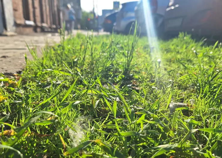 Красноярцам с аллергией рассказали, как защитить себя от тополиного пуха