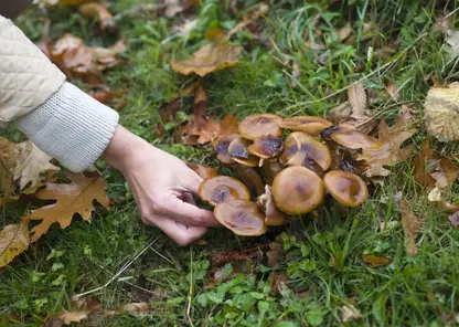 В Роспотребнадзоре красноярцам рассказали о пользе опят