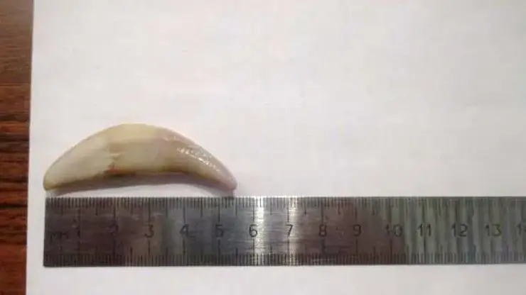 Зубы волка мужчина пытался вывезти из Красноярска в Китай