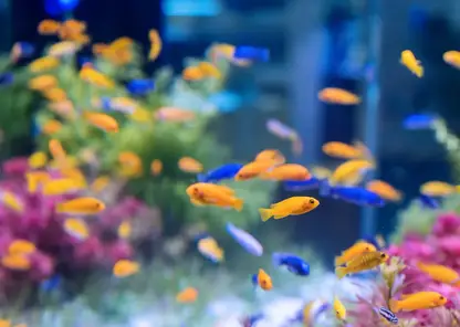 В Новосибирске 18 тысяч аквариумных рыбок прошли таможенный контроль