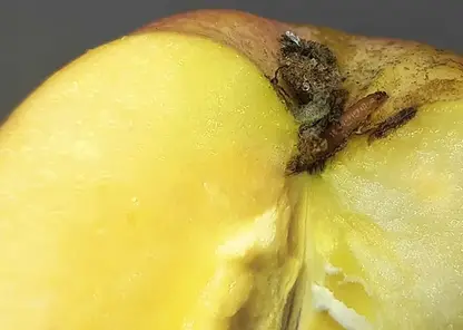 В Красноярск завезли 3 тонны зараженных яблок из Азии