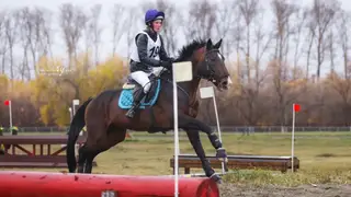 Три медали чемпионата Сибири по конному спорту завоевали спортсменки из Красноярска