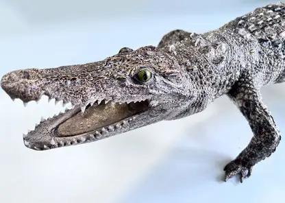 Туристка из Въетнама пыталась провезти в Красноярск метровое чучело крокодила