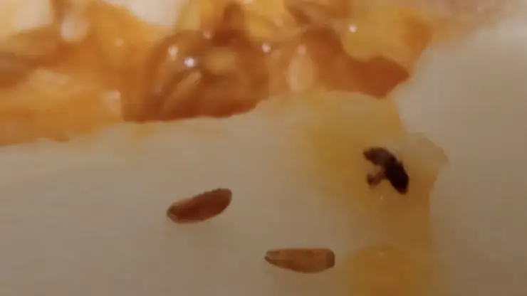 Зараженные мухами дыни пытались ввезти в Красноярск