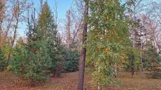 На защиту природных ресурсов Красноярского края выделяют свыше 14 млрд рублей