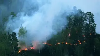 Запрет на посещение лесов ввели в Бурятии из-за угрозы пожаров