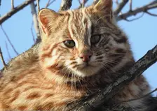 Редкого лесного кота засняли на дереве в Приморье