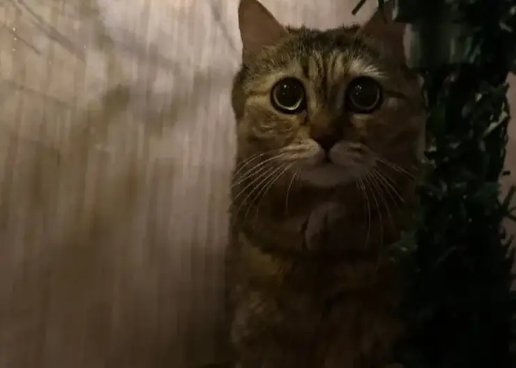 Красноярский край вошёл в десятку регионов с наибольшим числом потерянных животных в новогодние праздники