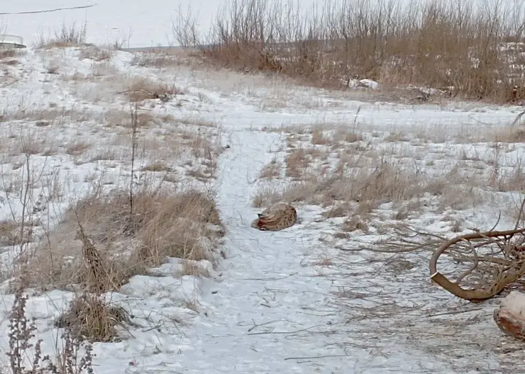 Вышедшая к людям в Енисейске рысь умерла