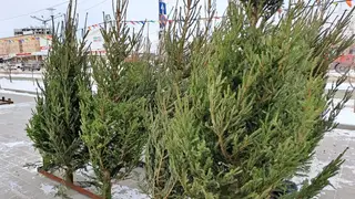 В Красноярске заработал первый ёлочный базар. Сколько просят за новогоднюю красавицу?