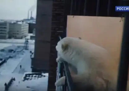 Тоска по дому: история белой медведицы Айки, жившей в квартире в Сибири