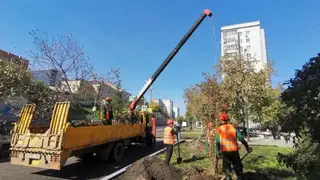 Больше тысячи новых деревьев высадили в Красноярске за неделю