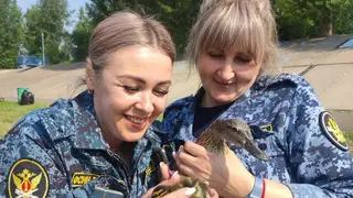 Из красноярской женской колонии на свободу отпустили пять утят Из красноярской женской колонии на свободу отпустили пять утят